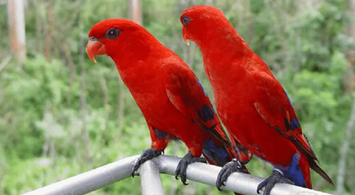 Detail Burung Warna Merah Nomer 15
