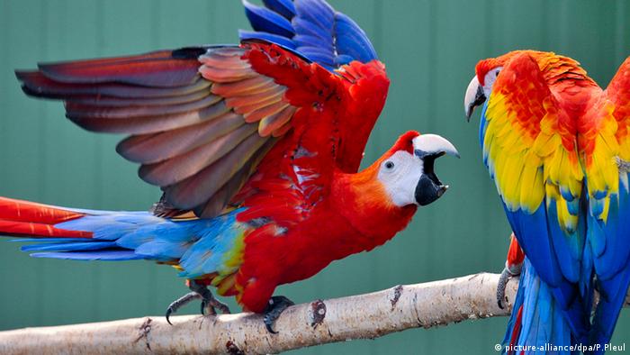 Detail Burung Warna Merah Nomer 17