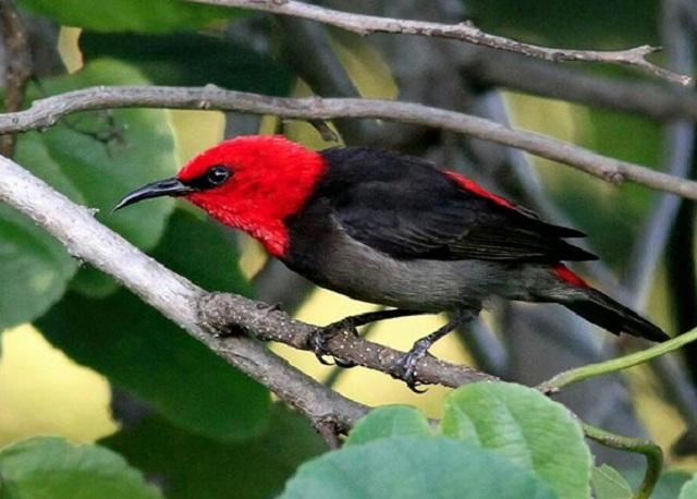 Detail Burung Warna Merah Nomer 3
