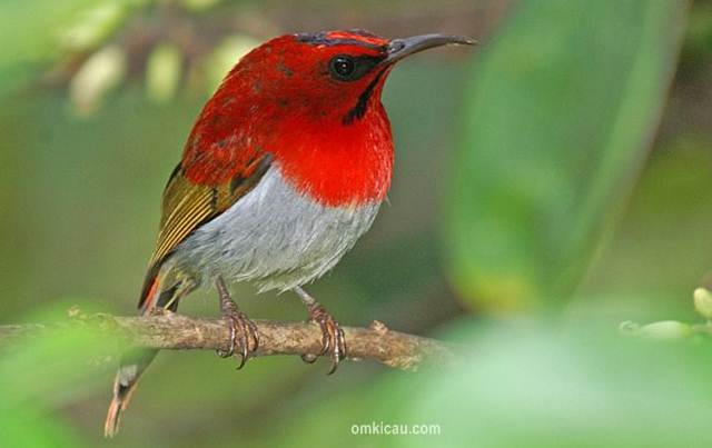 Detail Burung Warna Merah Nomer 19