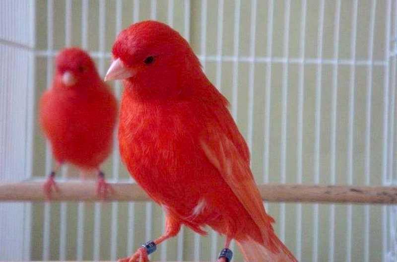 Detail Burung Warna Merah Nomer 20