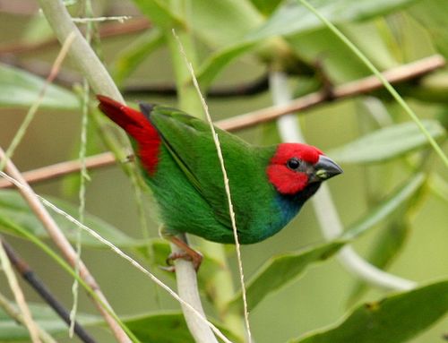 Detail Burung Warna Merah Nomer 21