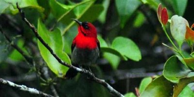 Detail Burung Warna Merah Nomer 22
