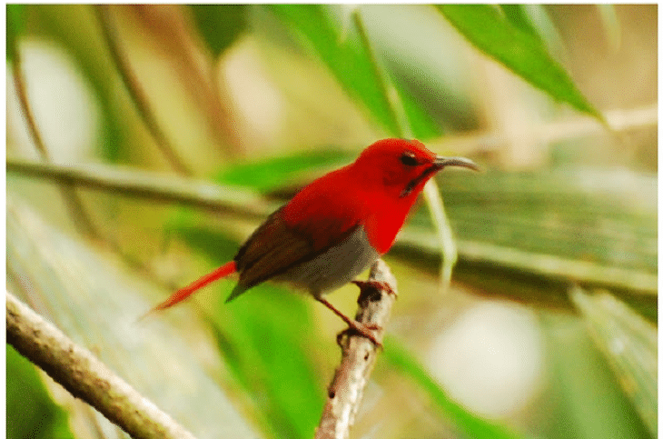 Detail Burung Warna Merah Nomer 23
