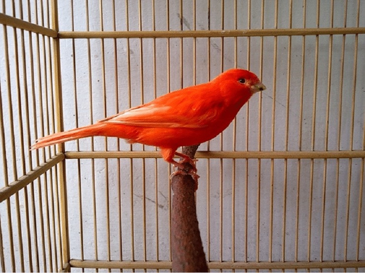 Detail Burung Warna Merah Nomer 25