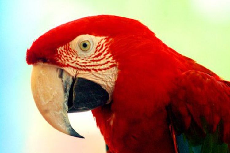 Detail Burung Warna Merah Nomer 26