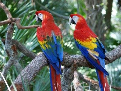 Detail Burung Warna Merah Nomer 4