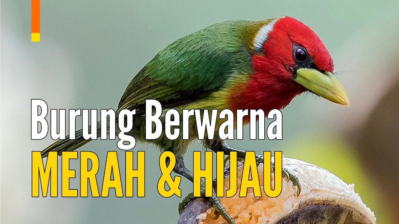 Detail Burung Warna Merah Nomer 28