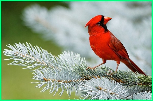 Detail Burung Warna Merah Nomer 30
