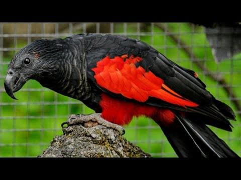 Detail Burung Warna Merah Nomer 31
