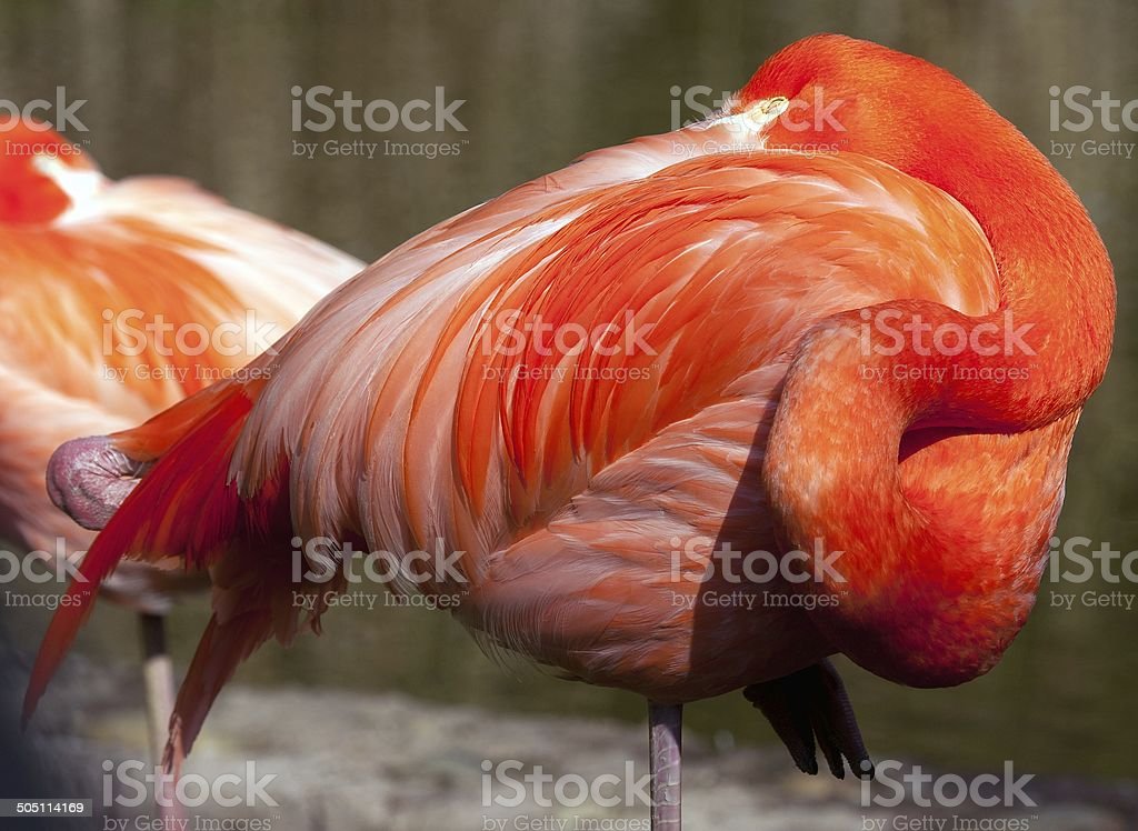 Detail Burung Warna Merah Nomer 33