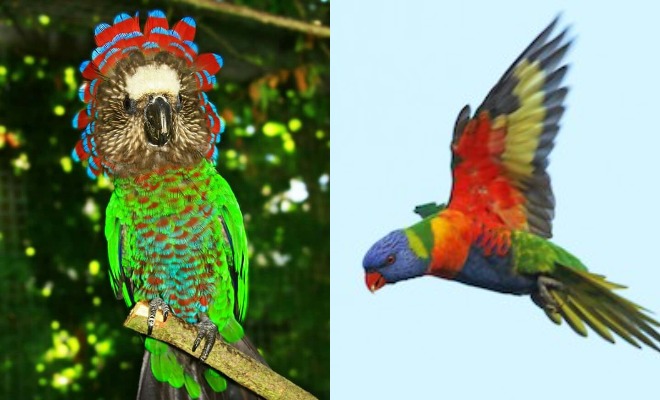 Detail Burung Warna Merah Nomer 36