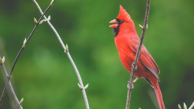 Detail Burung Warna Merah Nomer 38