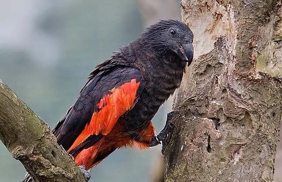 Detail Burung Warna Merah Nomer 41