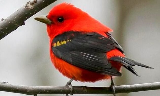 Detail Burung Warna Merah Nomer 43
