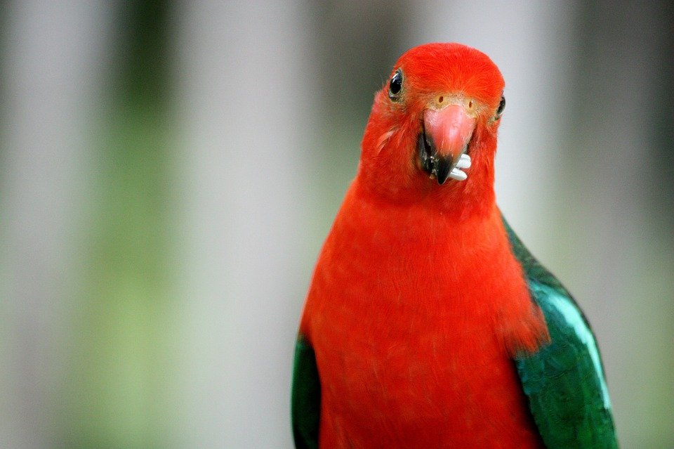 Detail Burung Warna Merah Nomer 44