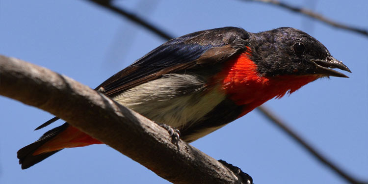 Detail Burung Warna Merah Nomer 45