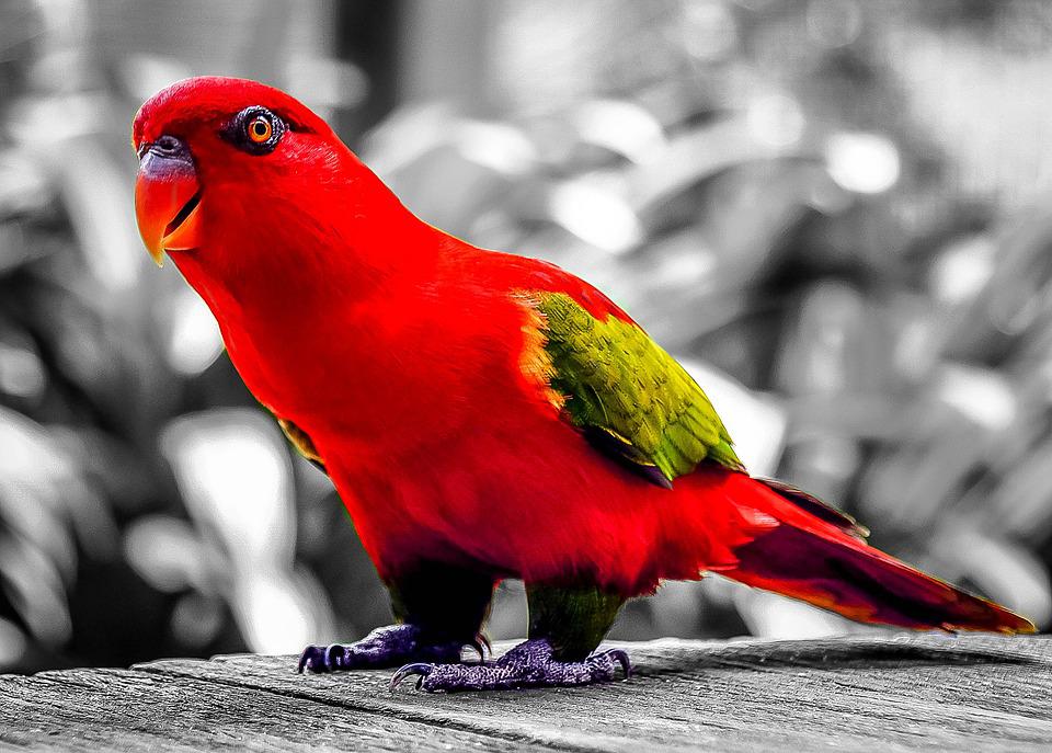 Detail Burung Warna Merah Nomer 5