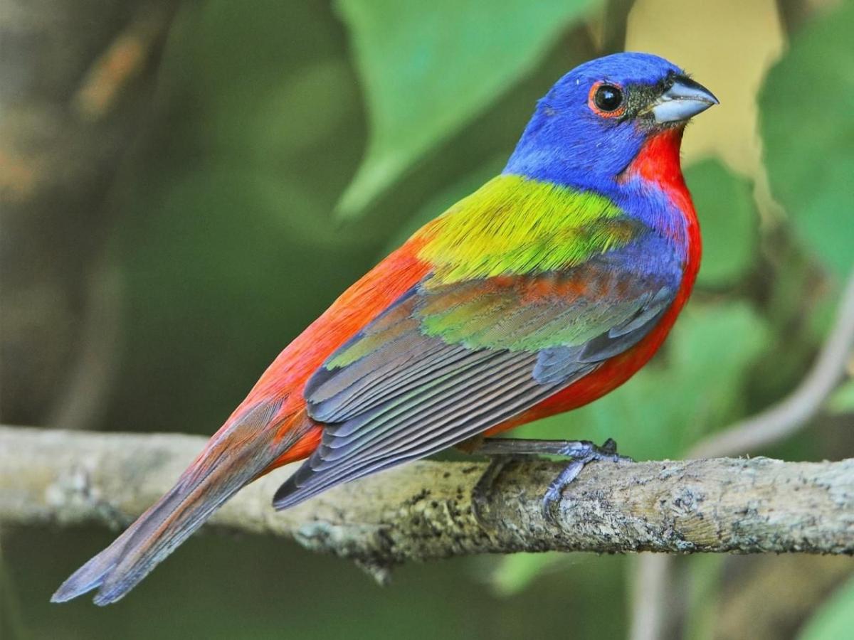 Detail Burung Warna Merah Nomer 46