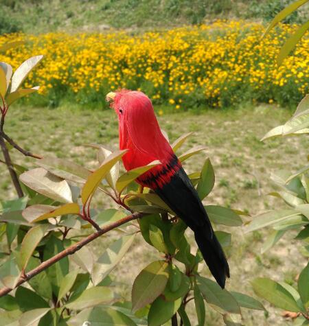 Detail Burung Warna Merah Nomer 47