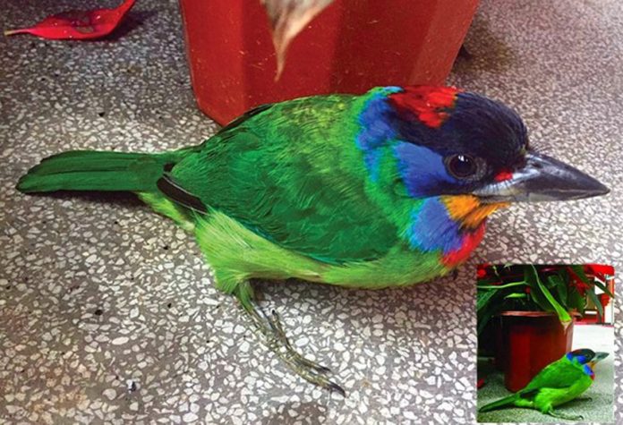Detail Burung Warna Merah Nomer 48