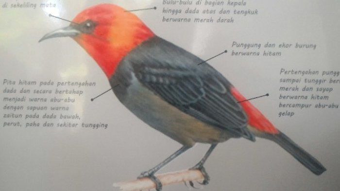 Detail Burung Warna Merah Nomer 49