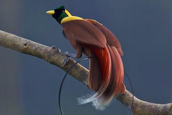 Detail Burung Warna Merah Nomer 52