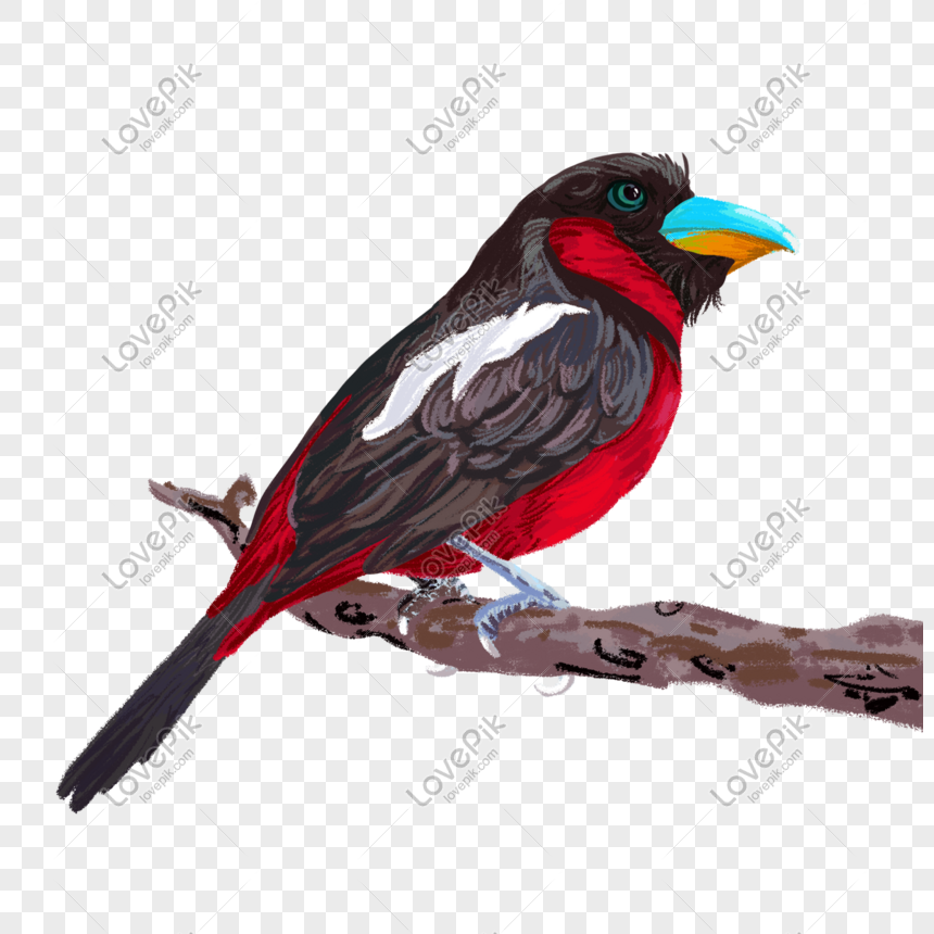 Detail Burung Warna Merah Nomer 54