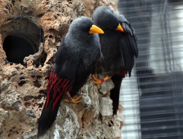 Detail Burung Warna Merah Nomer 55