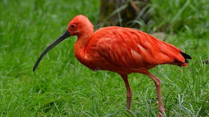 Detail Burung Warna Merah Nomer 6