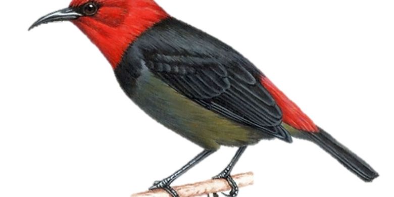 Detail Burung Warna Merah Nomer 7