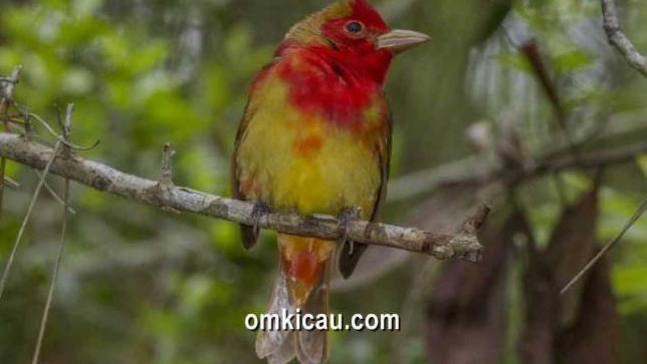 Detail Burung Warna Merah Nomer 8