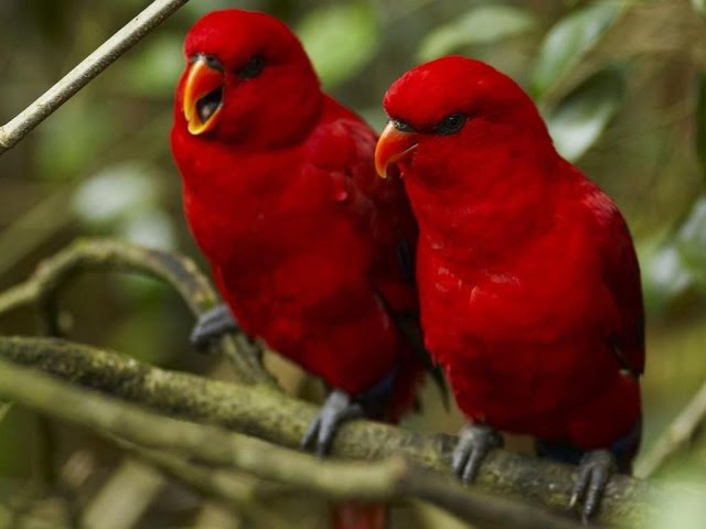 Detail Burung Warna Merah Nomer 9