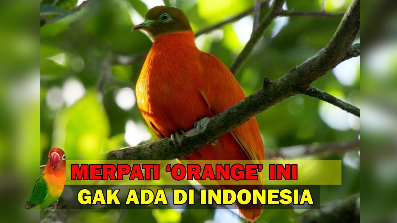 Detail Burung Warna Orange Nomer 10