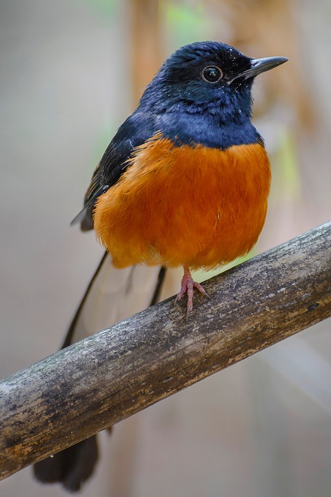 Detail Burung Warna Orange Nomer 15