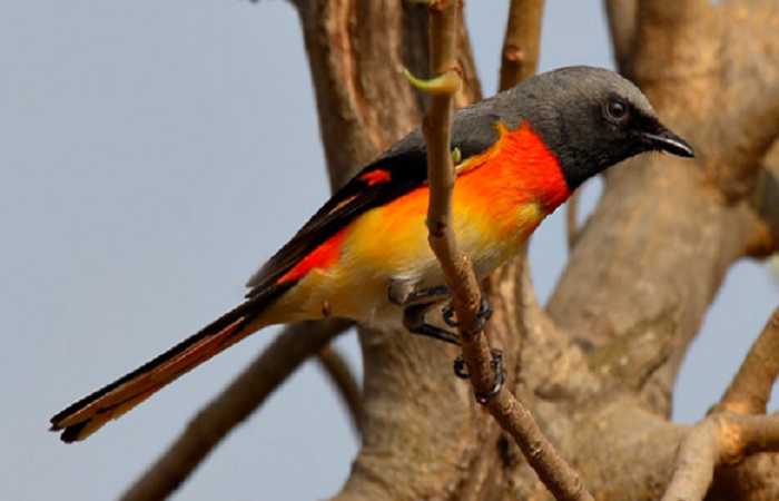 Detail Burung Warna Orange Nomer 27