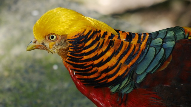 Detail Burung Warna Orange Nomer 31
