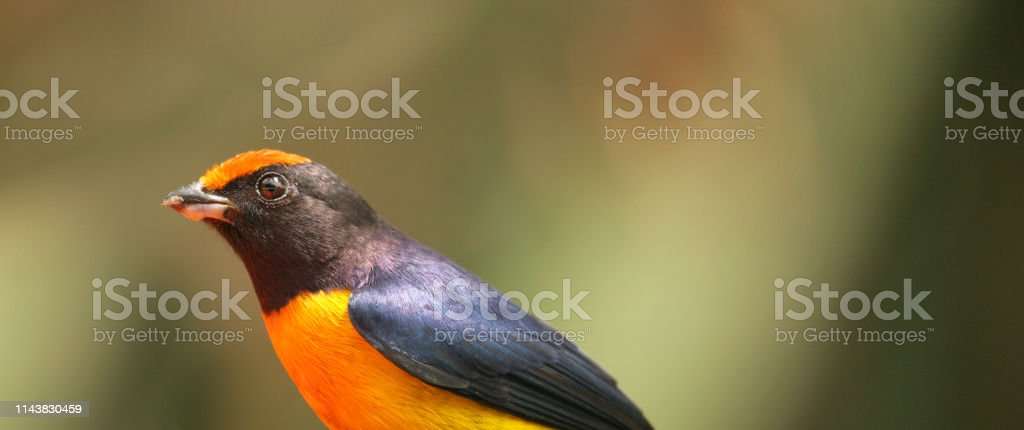 Detail Burung Warna Orange Nomer 37