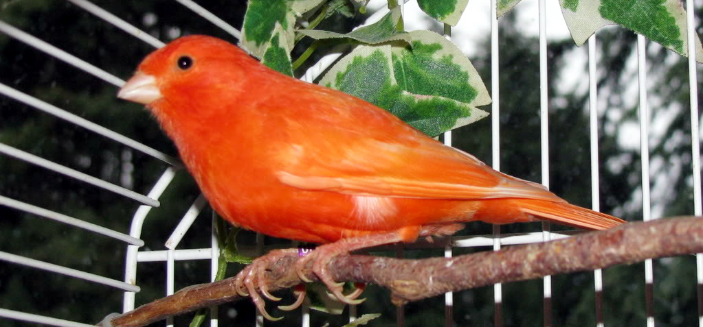 Detail Burung Warna Orange Nomer 45