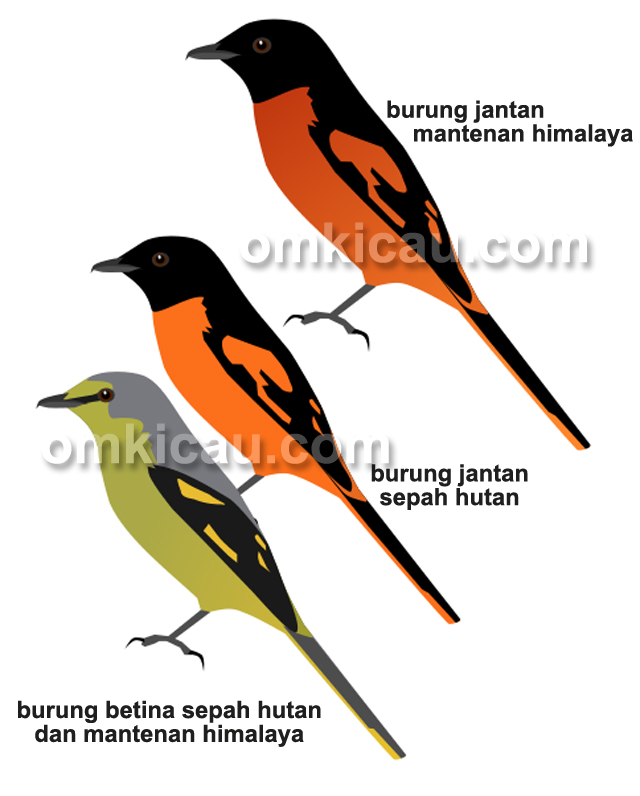 Detail Burung Warna Orange Nomer 48