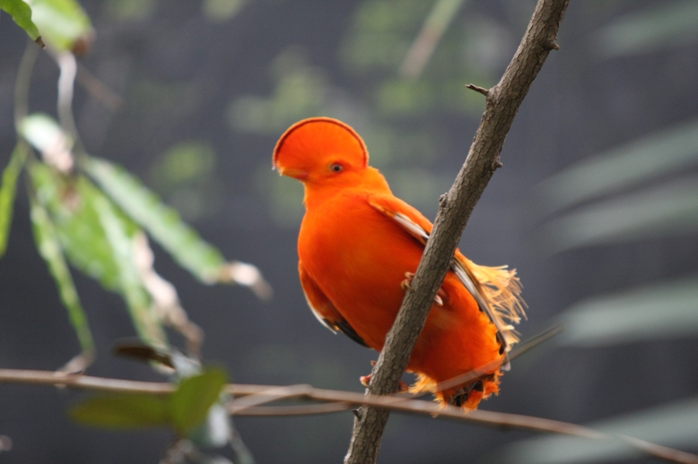 Detail Burung Warna Orange Nomer 5