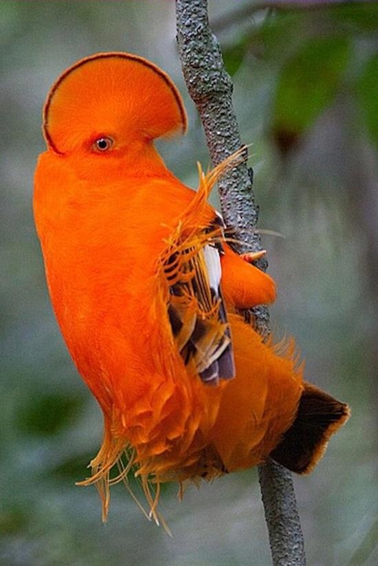 Detail Burung Warna Orange Nomer 6
