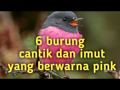 Detail Burung Warna Pink Nomer 37