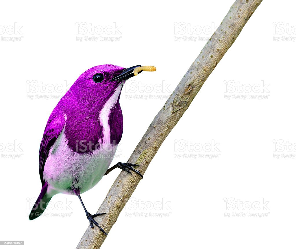 Burung Warna Ungu - KibrisPDR