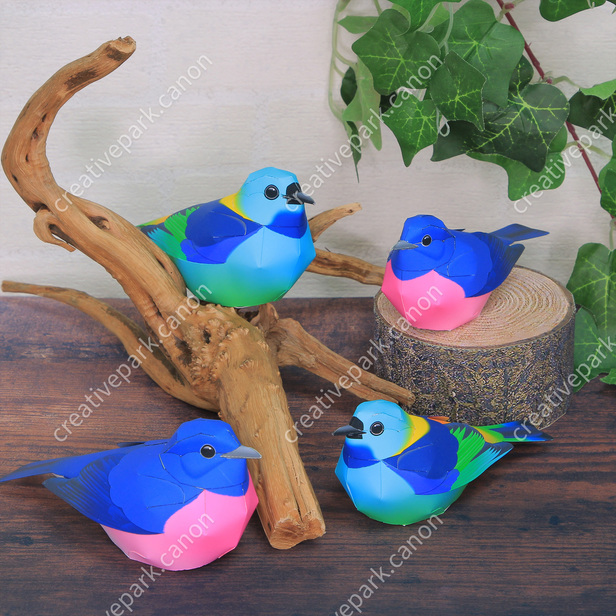 Detail Burung Warna Warni Nomer 36