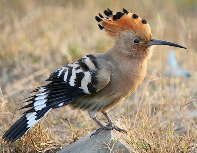 Detail Burung Yang Ada Jambulnya Nomer 26