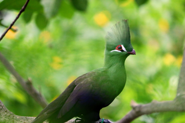 Detail Burung Yang Ada Jambulnya Nomer 9