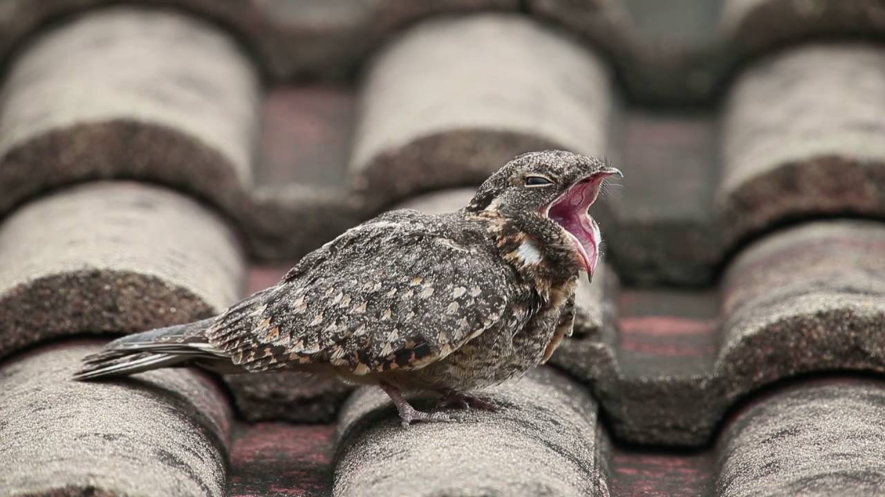 Burung Yang Aktif Di Malam Hari - KibrisPDR