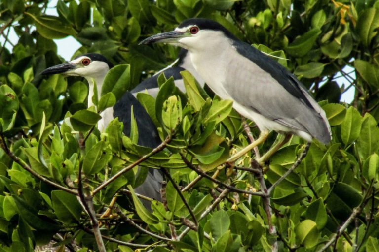 Detail Burung Yang Aktif Di Malam Hari Nomer 16