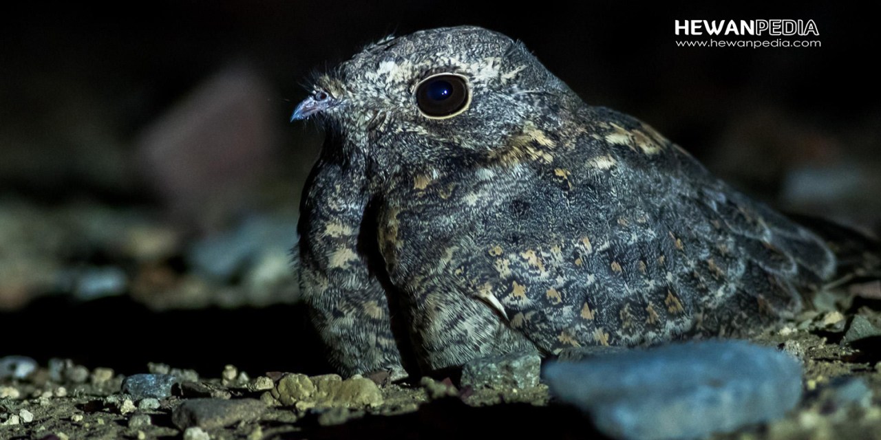 Detail Burung Yang Aktif Di Malam Hari Nomer 32